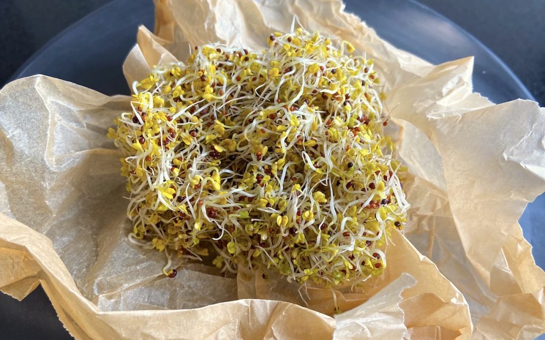 Broccoli Sprouts – Prada of the sprout world