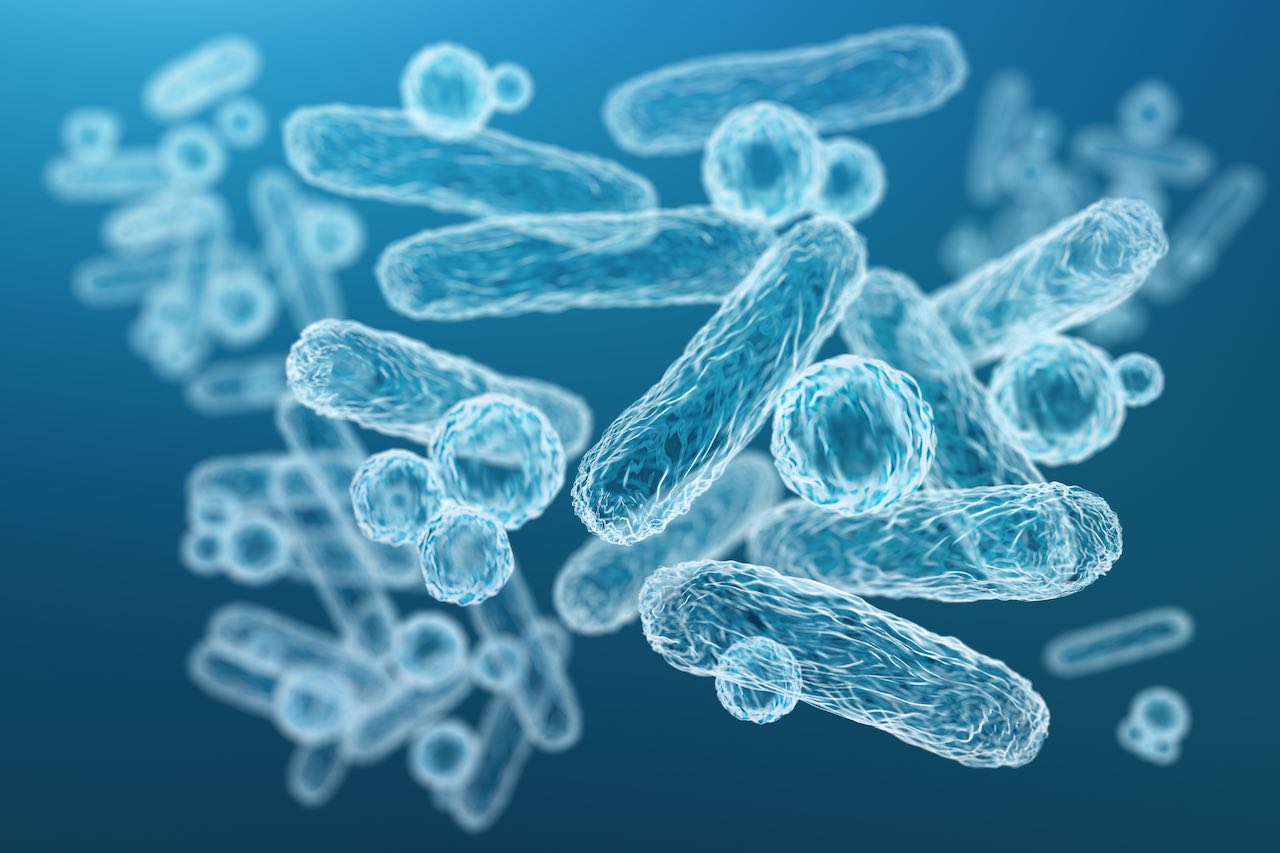 Bacteria of the gut microbiota